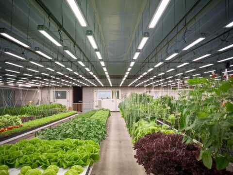 Global Grow Lights Market to Reach USD 21.4 Billion by 2034: Indoor Farming Revolution