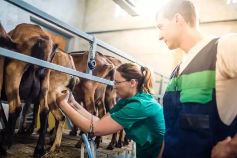 Udder Health Market Set for Steady Expansion with a 6.1% CAGR Through 2034